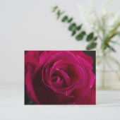 Carte Postale Rose rouge (Debout devant)