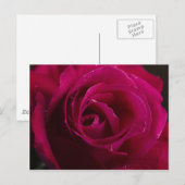 Carte Postale Rose rouge (Devant / Derrière)