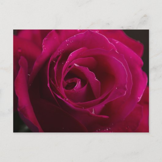 Carte Postale Rose rouge (Devant)