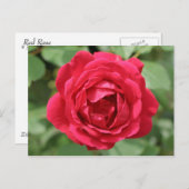 Carte Postale rose rouge (Devant / Derrière)