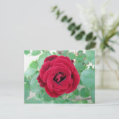 Carte Postale rose rouge (Debout devant)