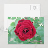 Carte Postale rose rouge (Devant / Derrière)