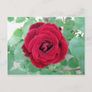 Carte Postale rose rouge