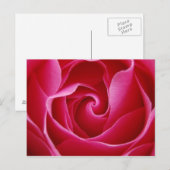 Carte postale Rose rouge (Devant / Derrière)