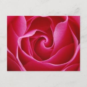 Carte postale Rose rouge