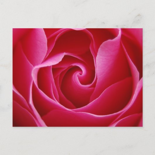 Carte postale Rose rouge (Devant)