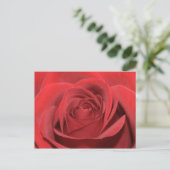 Carte Postale Rose rouge (Debout devant)