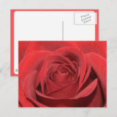 Carte Postale Rose rouge (Devant / Derrière)