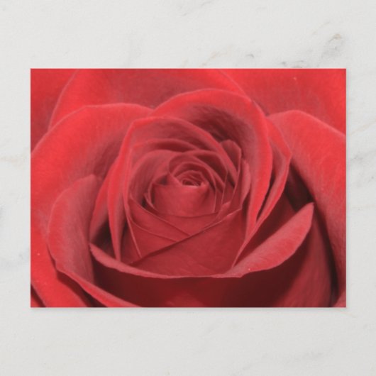 Carte Postale Rose rouge (Devant)