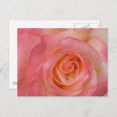 Carte postale Rose rouge (Devant / Derrière)