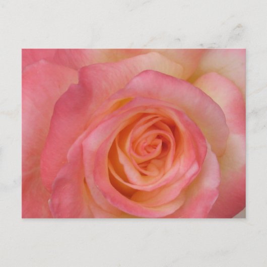 Carte postale Rose rouge (Devant)