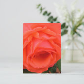 Carte postale Rose rouge (Debout devant)