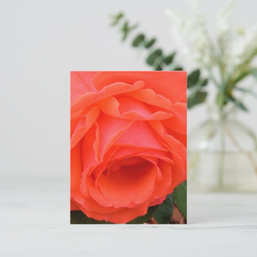 Carte postale Rose rouge (Debout devant)