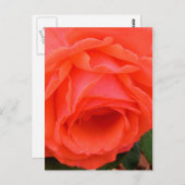 Carte postale Rose rouge (Devant / Derrière)