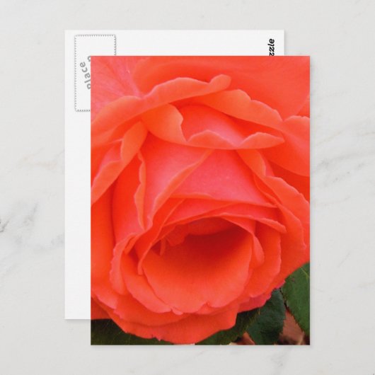 Carte postale Rose rouge (Devant / Derrière)