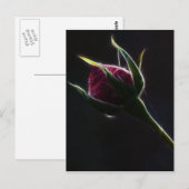 Carte postale Rose rouge (Devant / Derrière)