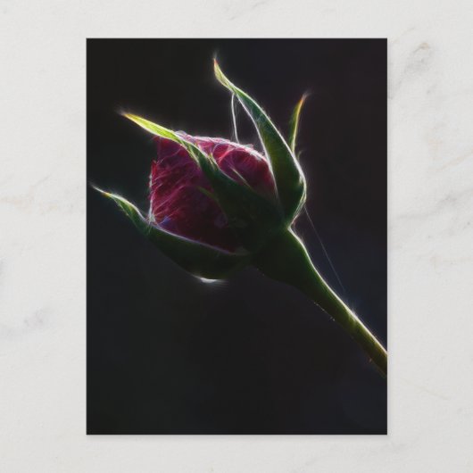 Carte postale Rose rouge (Devant)