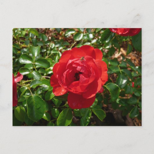 Carte Postale Rose Rouge (Devant)