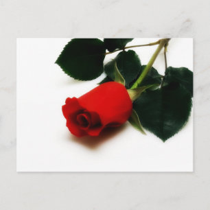 Carte Postale Rose rouge