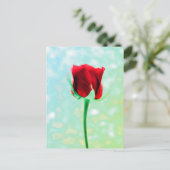 Carte Postale Rose rouge (Debout devant)
