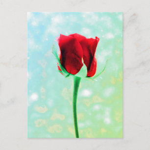 Carte Postale Rose rouge