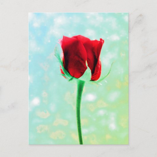 Carte Postale Rose rouge (Devant)