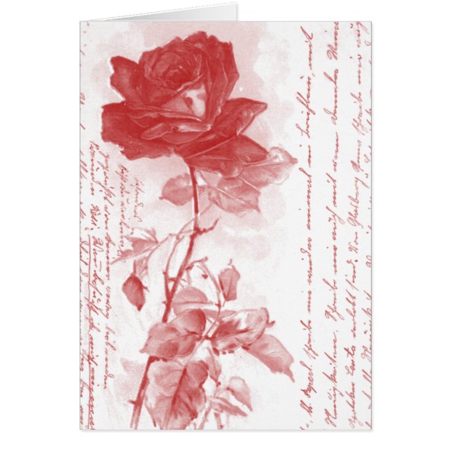 Carte postale Rose rouge (Devant)