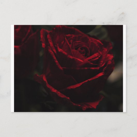 Carte postale Rose rouge (Devant)