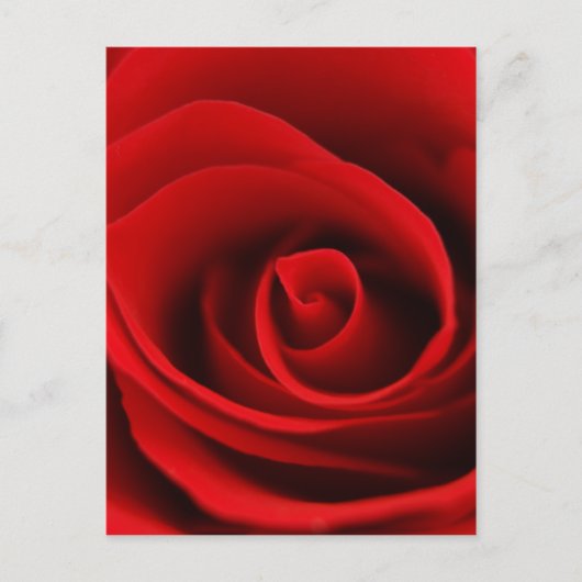Carte Postale rose rouge (Devant)
