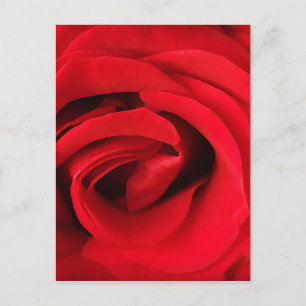 Carte Postale Rose rouge