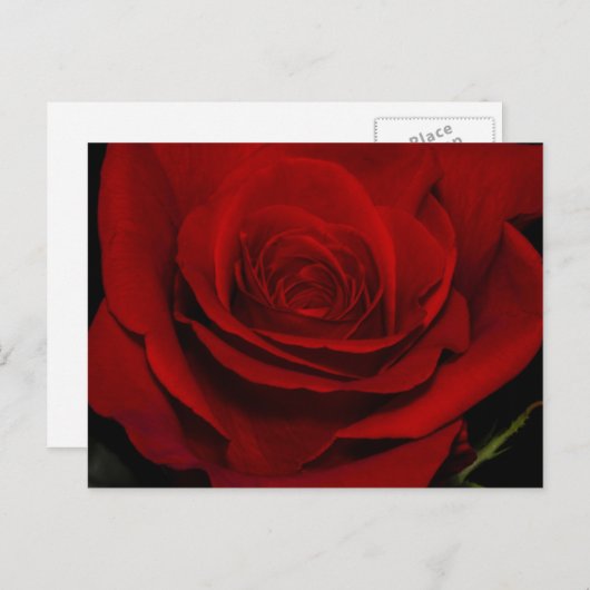 Carte Postale Rose rouge (Devant / Derrière)