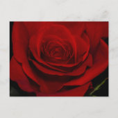 Carte Postale Rose rouge (Devant)