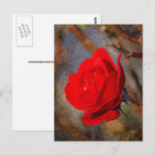Carte Postale Rose rouge (Devant / Derrière)