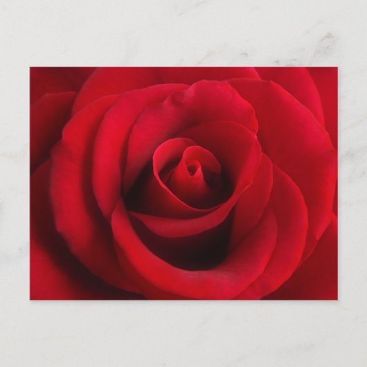 Carte postale Rose rouge (Devant)