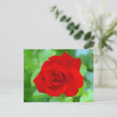 Carte postale Rose rouge (Debout devant)