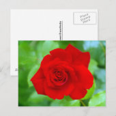 Carte postale Rose rouge (Devant / Derrière)