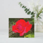 Carte postale Rose rouge (Debout devant)