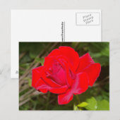 Carte postale Rose rouge (Devant / Derrière)