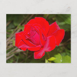 Carte postale Rose rouge