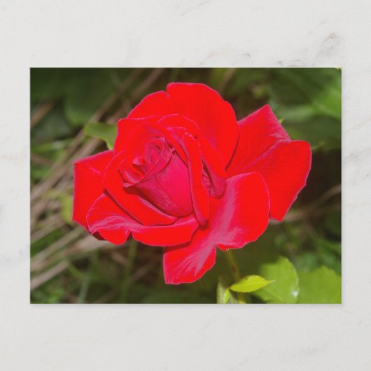 Carte postale Rose rouge (Devant)