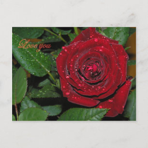 Carte Postale Rose Rouge #2