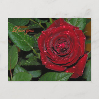 Carte Postale Rose Rouge #2