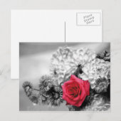 Carte Postale Rose rouge avec Arrière - plan noir et blanc (Devant / Derrière)