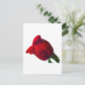 Carte Postale rose rouge avec gouttes d'eau (Debout devant)