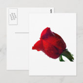 Carte Postale rose rouge avec gouttes d'eau (Devant / Derrière)