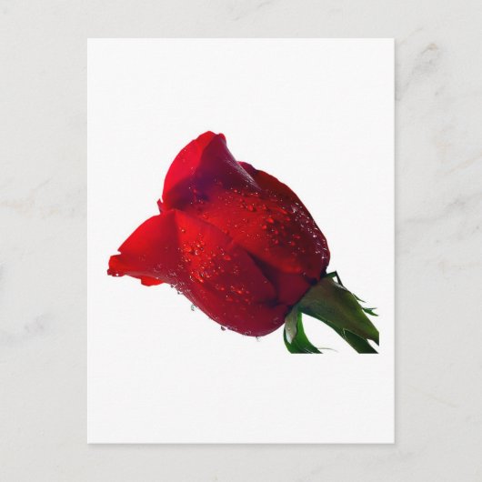 Carte Postale rose rouge avec gouttes d'eau (Devant)