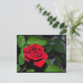 Carte Postale Rose Rouge Cramoisi (Debout devant)