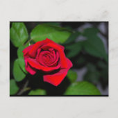 Carte Postale Rose Rouge Cramoisi (Devant)