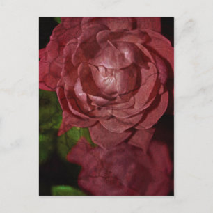 Carte Postale Rose rouge craquée par Shirley Taylor