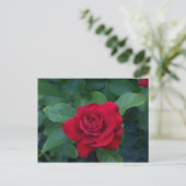 Carte Postale Rose rouge de près (Debout devant)